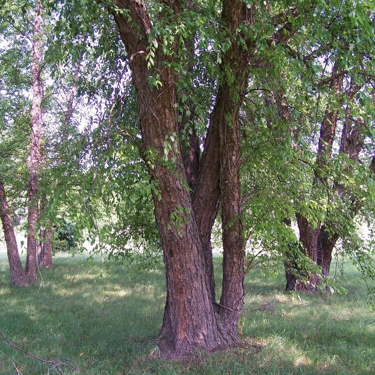 Betula nigra  - River Birch