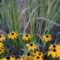Schizachyrium scoparium 'Twilight Zone' PP27432  - Twilight Zone Little Bluestem