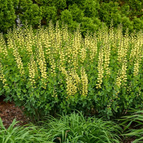 Baptisia 'Lemon Meringue'  - Decadence® Lemon Meringue Baptisia