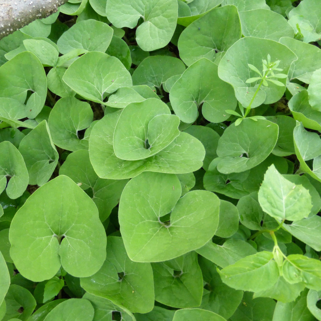 Asarum canadense  - Wild Ginger