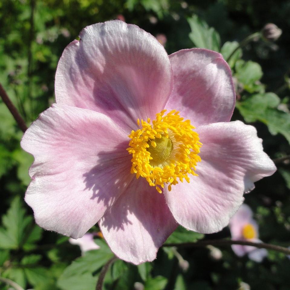 Anemone tomentosa 'Robustissima'  - Robustissima Grape Leaf Anemone