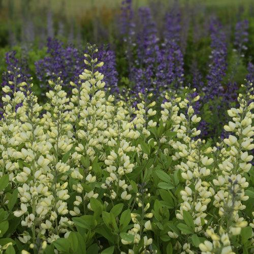 Baptisia 'Vanilla Cream'  - Decadence® Vanilla Cream False Indigo