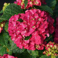 Hydrangea macrophylla 'Stragrum'  - Wee Bit Grumpy® Hydrangea