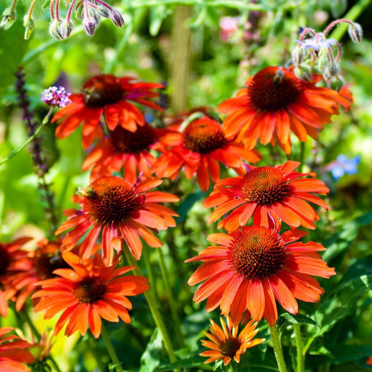 Echinacea 'Panama Red'  - Panama® Red Coneflower