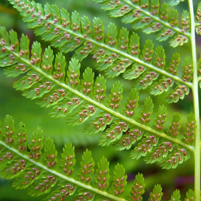 Athyrium filix-femina  - Lady Fern