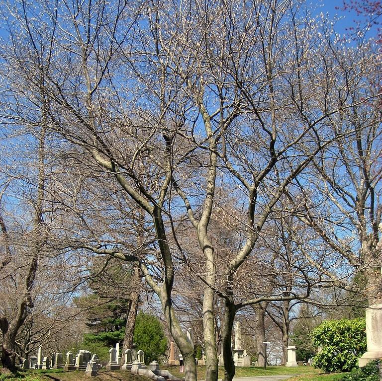 Amelanchier canadensis  - Shadblow Serviceberry