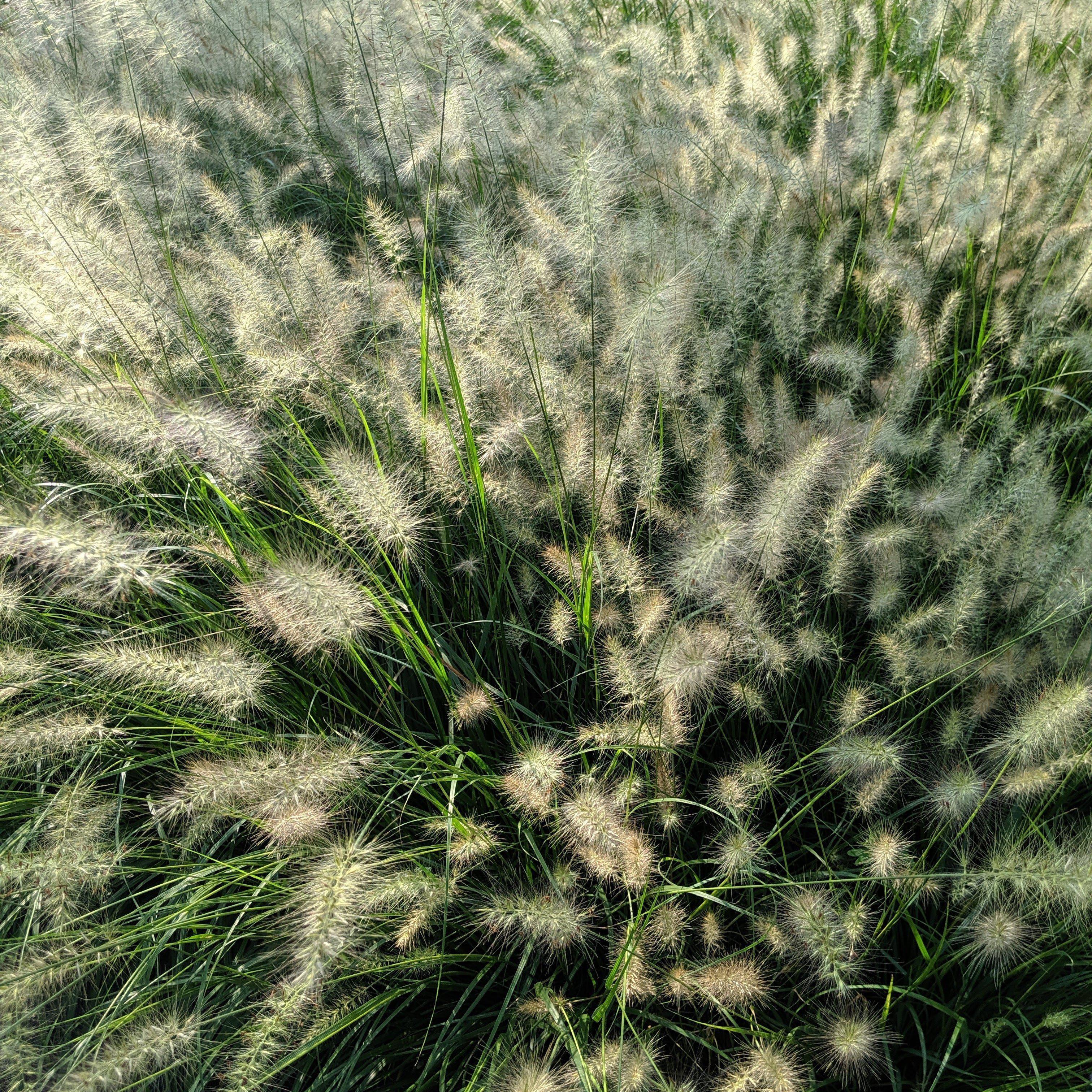 Pennisetum alopecuroides 'Hameln  - Hameln Fountain Grass