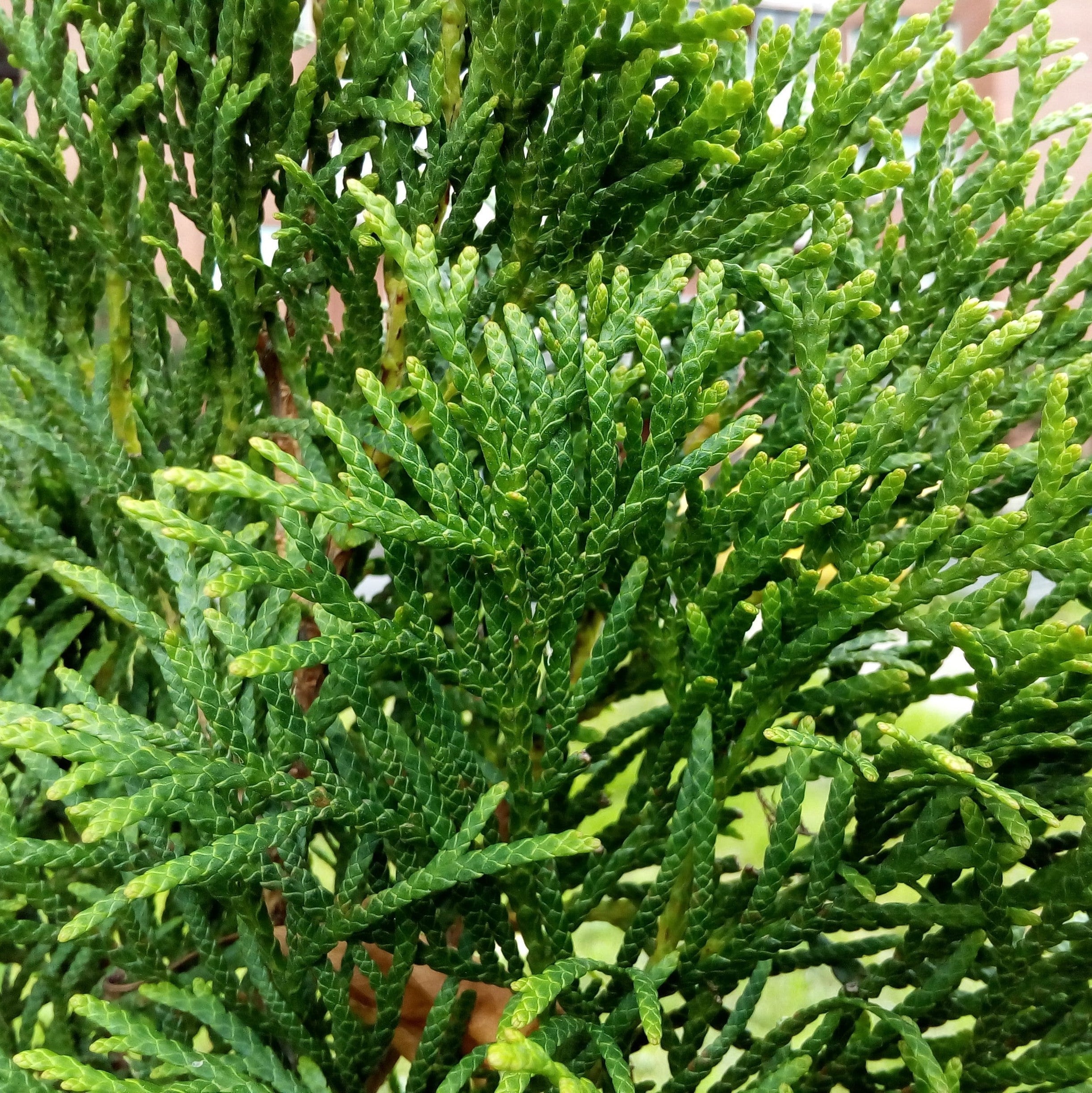 Thuja occidentalis 'American Pillar'  - Full Speed A Hedge® Arborvitae
