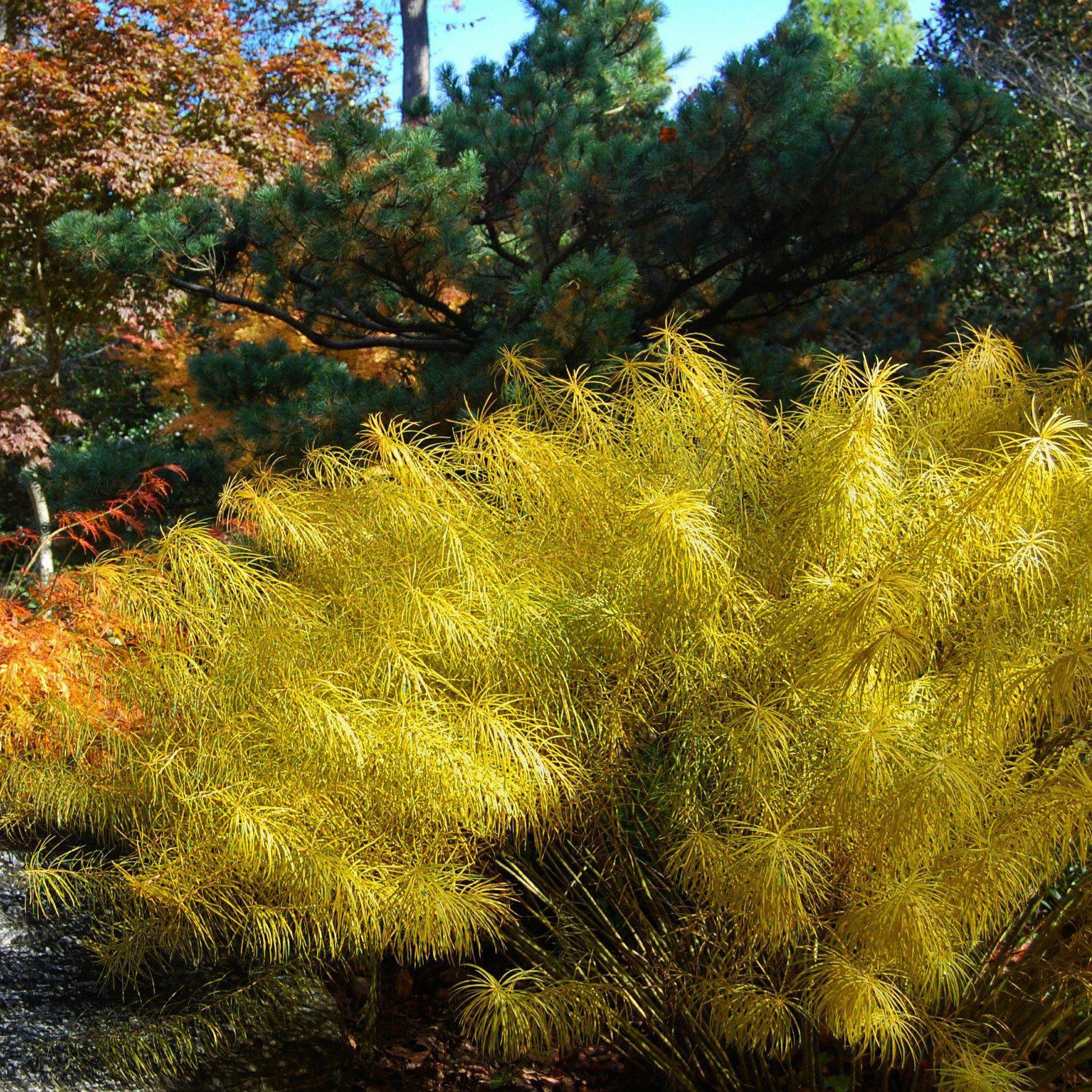 Amsonia hubrichtii  - Threadleaf Blue Star, Arkansas Blue Star