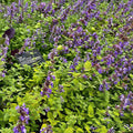 Nepeta cataria  - Catnip