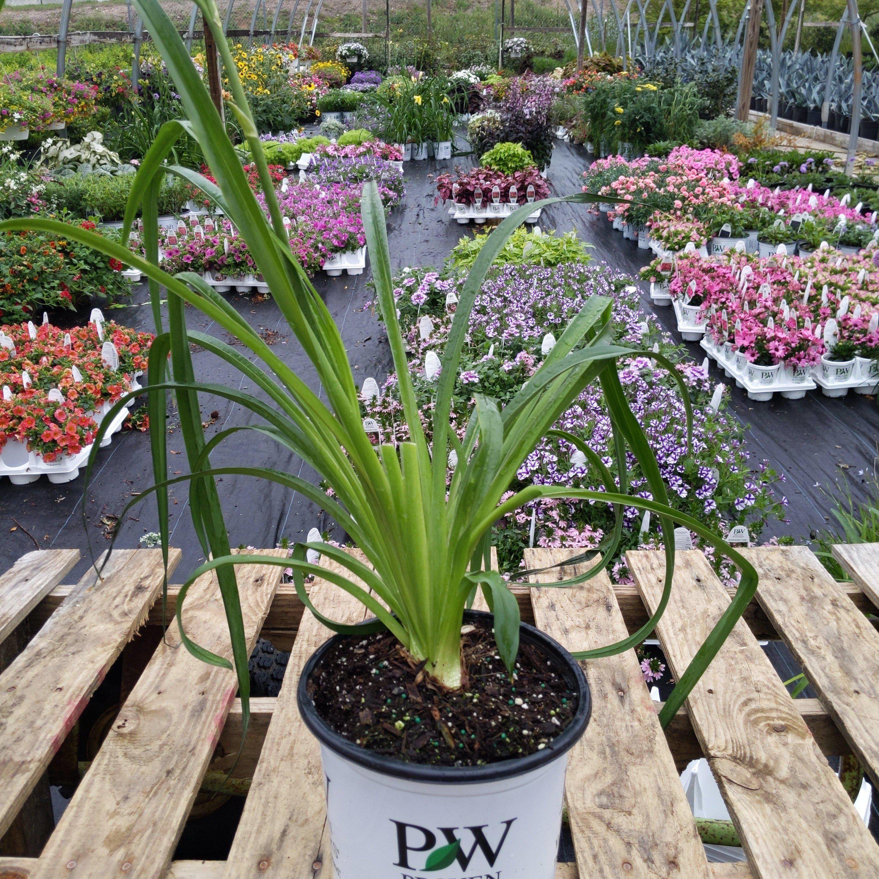 Hemerocallis 'Lake of Fire'  - Rainbow Rhythm® Lake of Fire Daylily