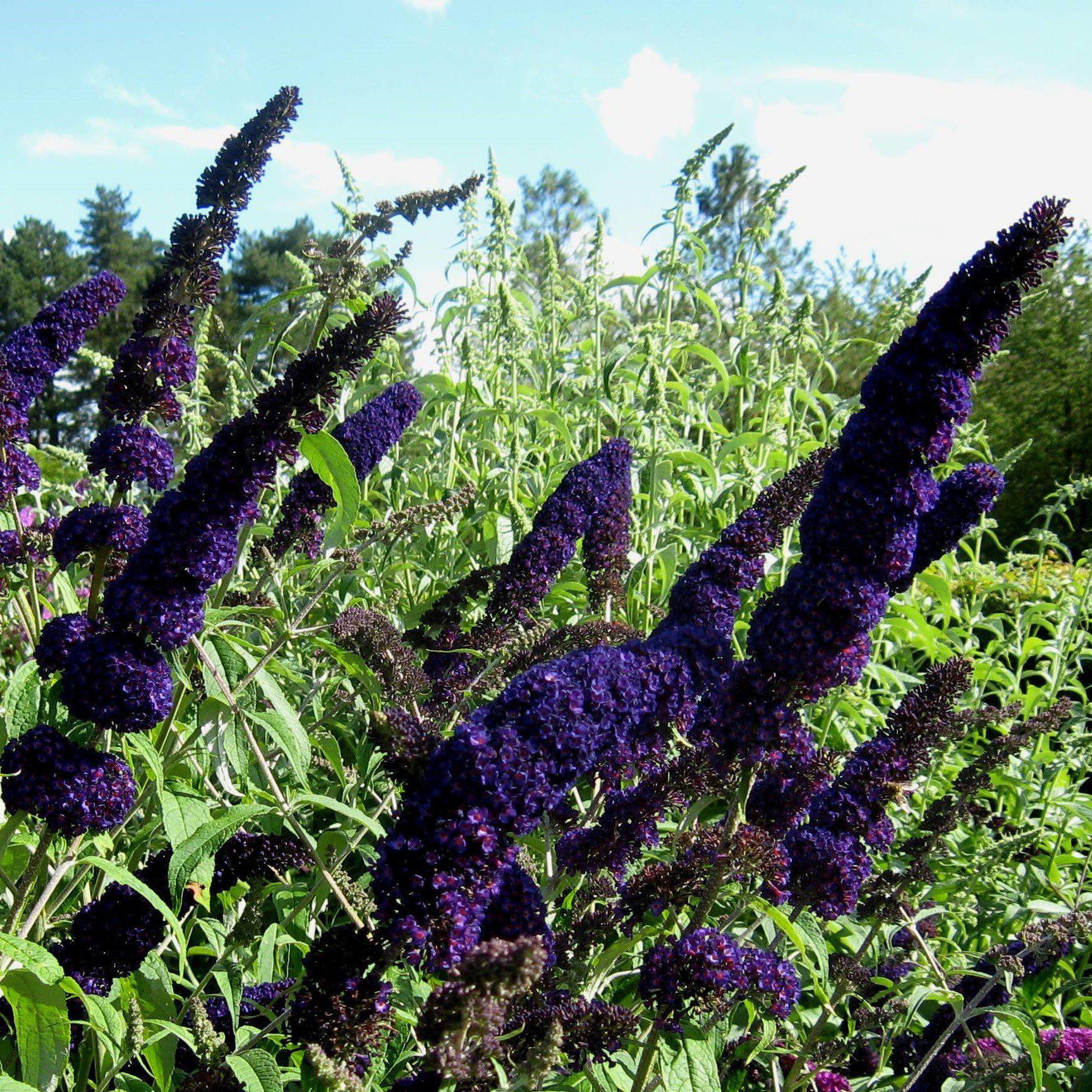 Buddleia 'Black Knight'  - Black Knight Butterfly Bush