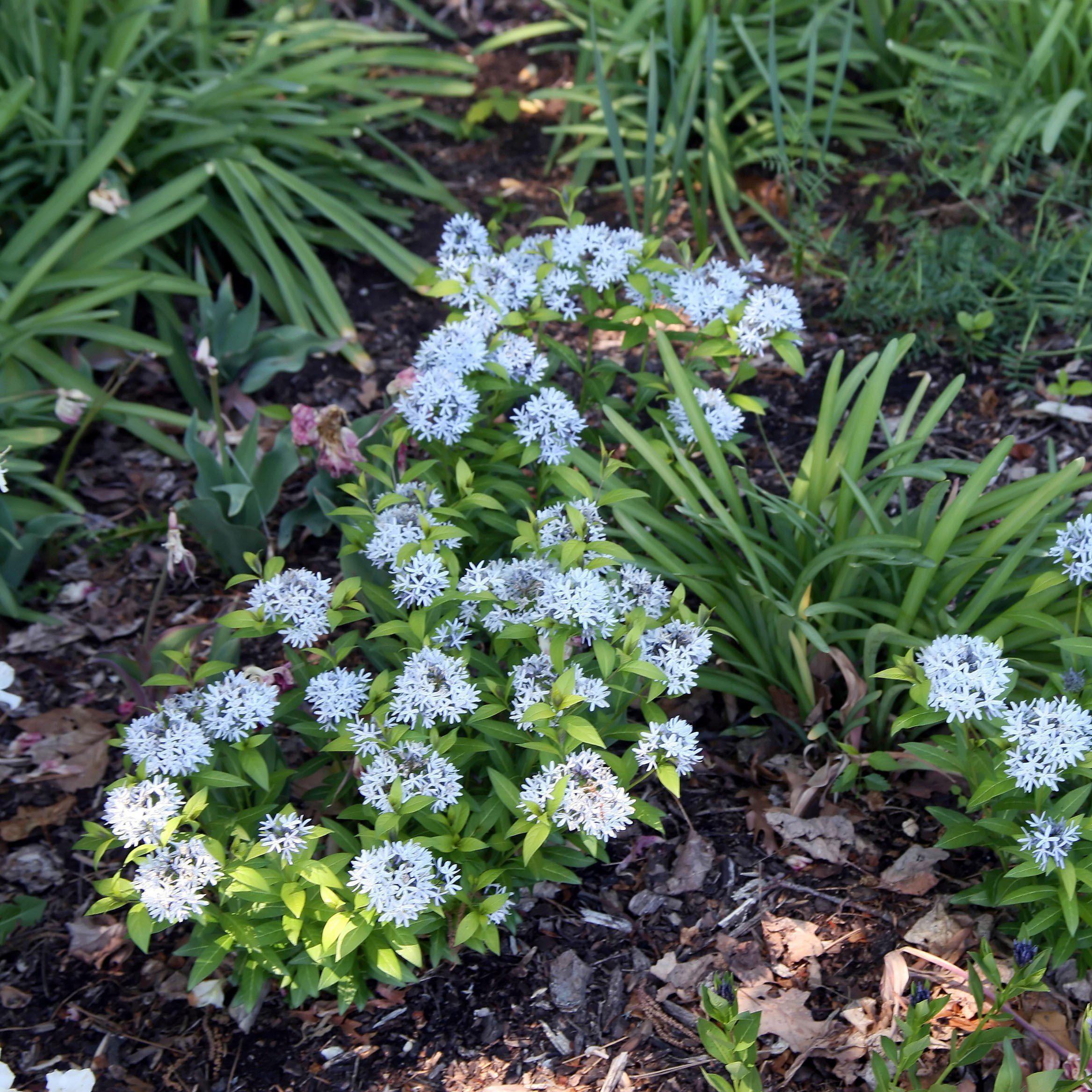 Amsonia 'Blue Ice'  - Blue Ice Blue Star