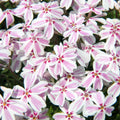 Phlox subulata 'Candy Stripes'  - Candy Stripes Creeping Phlox