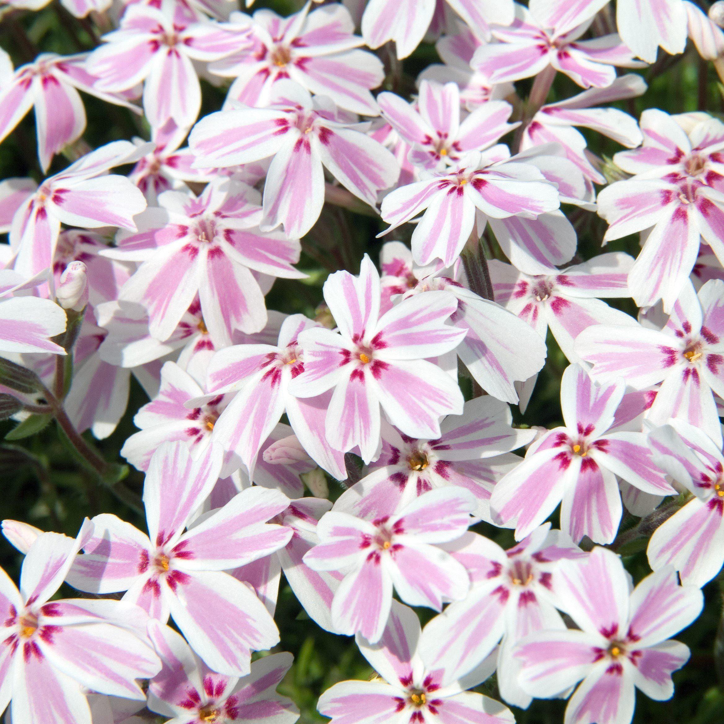 Phlox subulata 'Candy Stripes'  - Candy Stripes Creeping Phlox