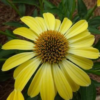 Echinacea 'Balsomsolst'   - Sombrero® Summer Solstice Coneflower