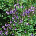 Verbena hastata  - Blue Vervain