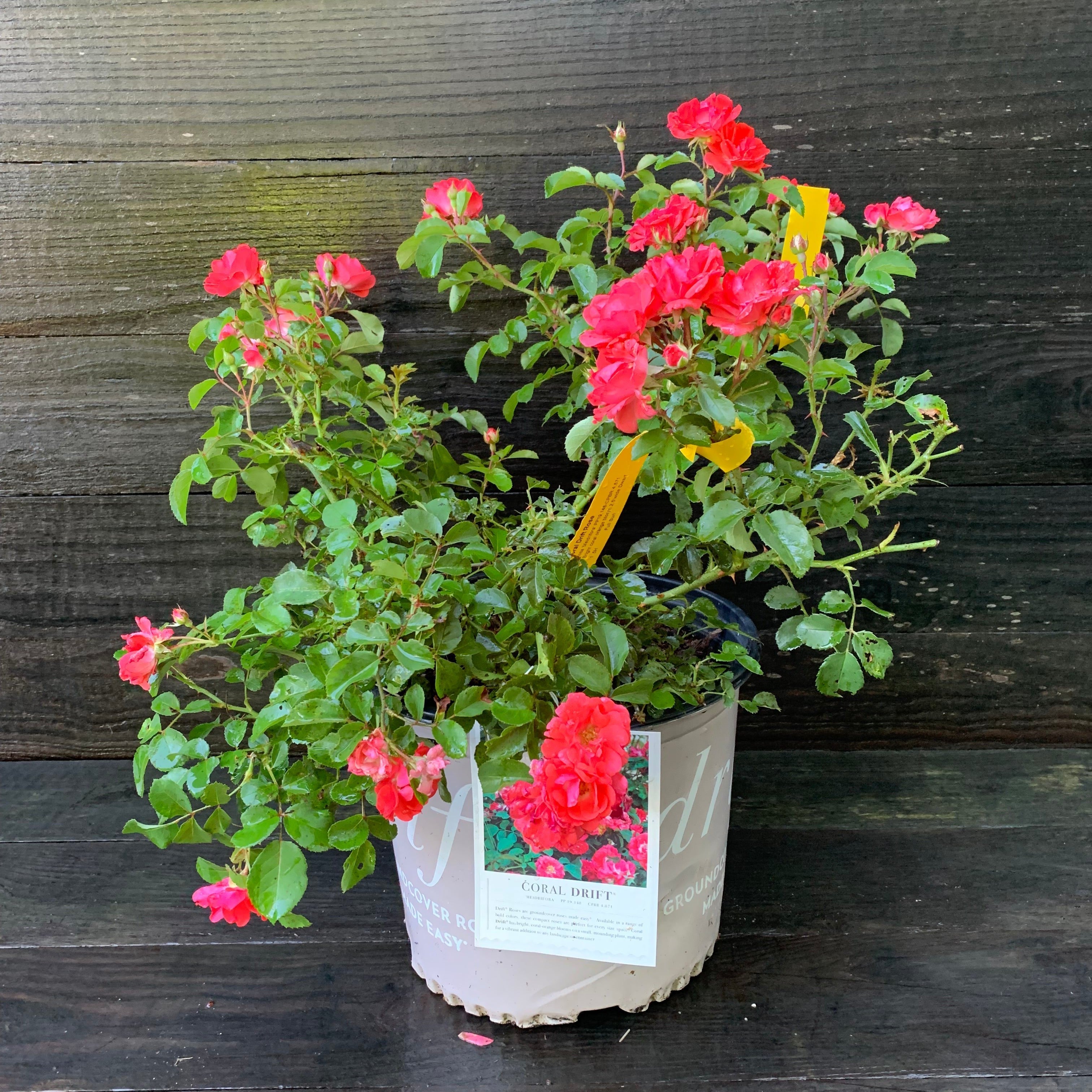 Rosa ‘Meidrifora' PP #19,148  - Coral Drift® Rose