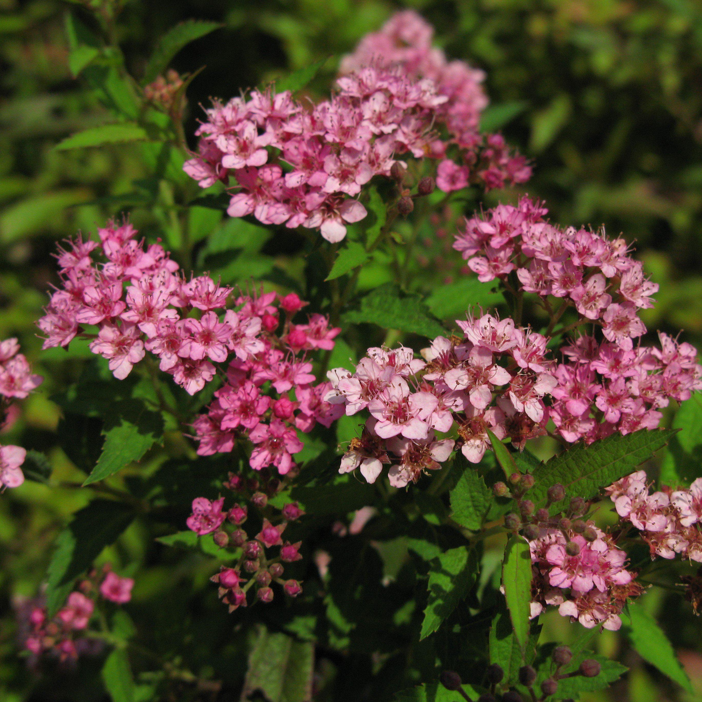 Achillea millefolium 'FLORACHRO1'  - Milly Rock™ Rose Yarrow