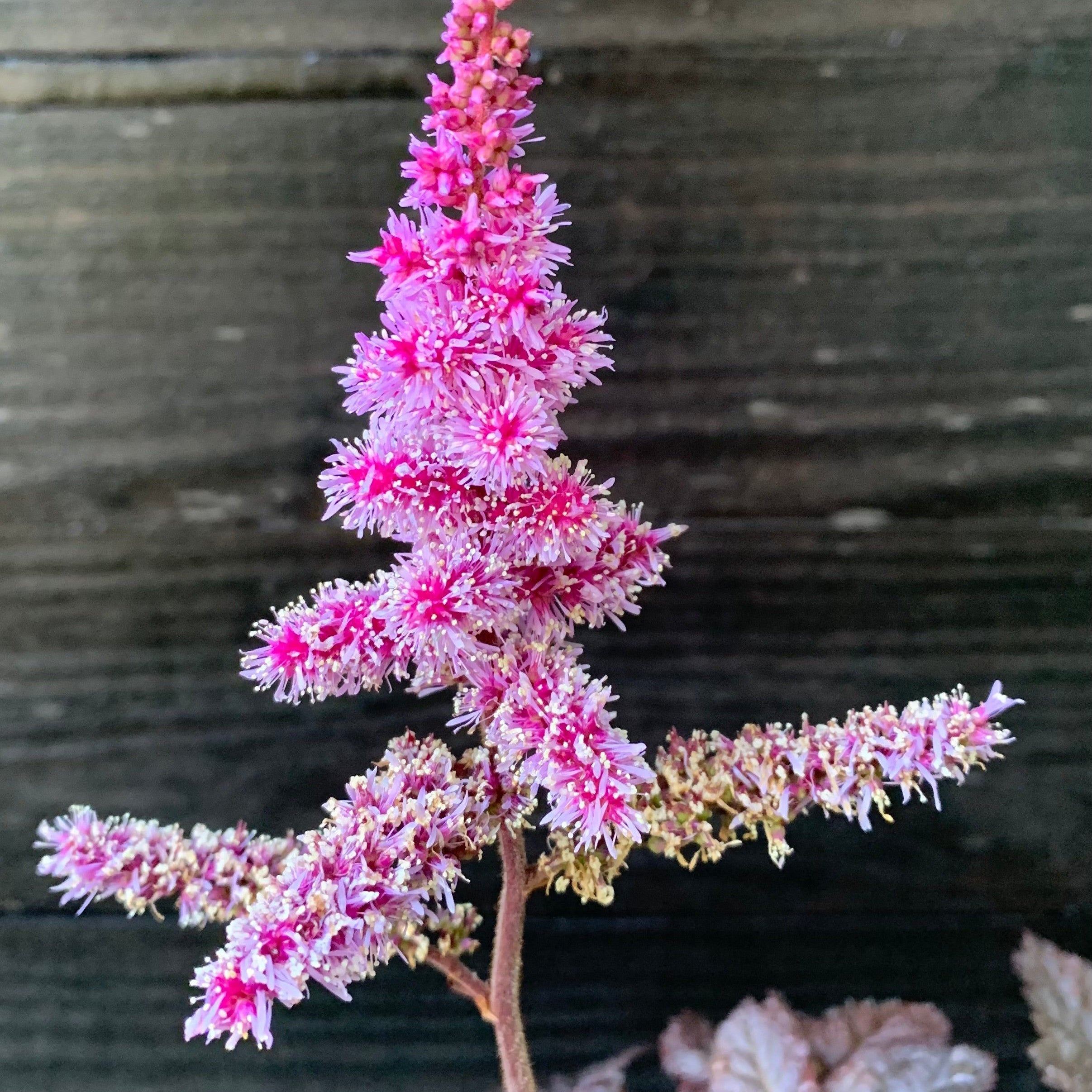 Astilbe 'Dark Side of the Moon'  - Dark Side of the Moon Astilbe