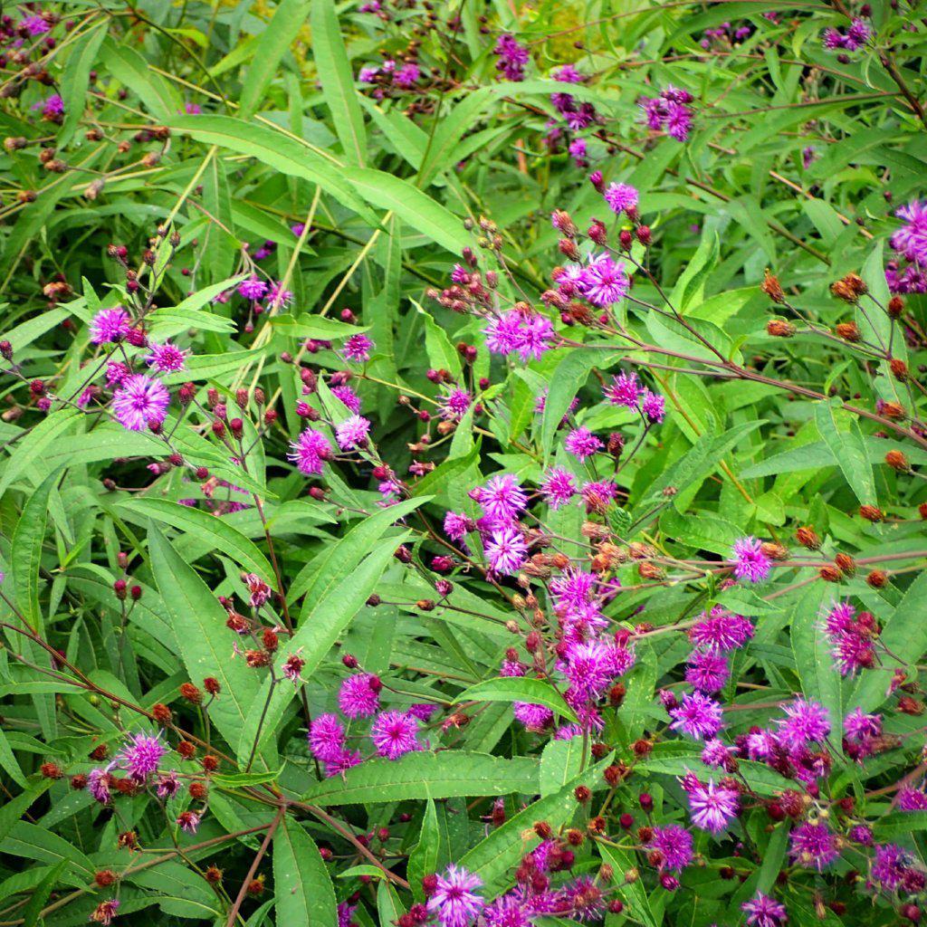 Vernonia noveboracensis  - New York Ironweed