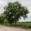 Juglans nigra  - Black Walnut