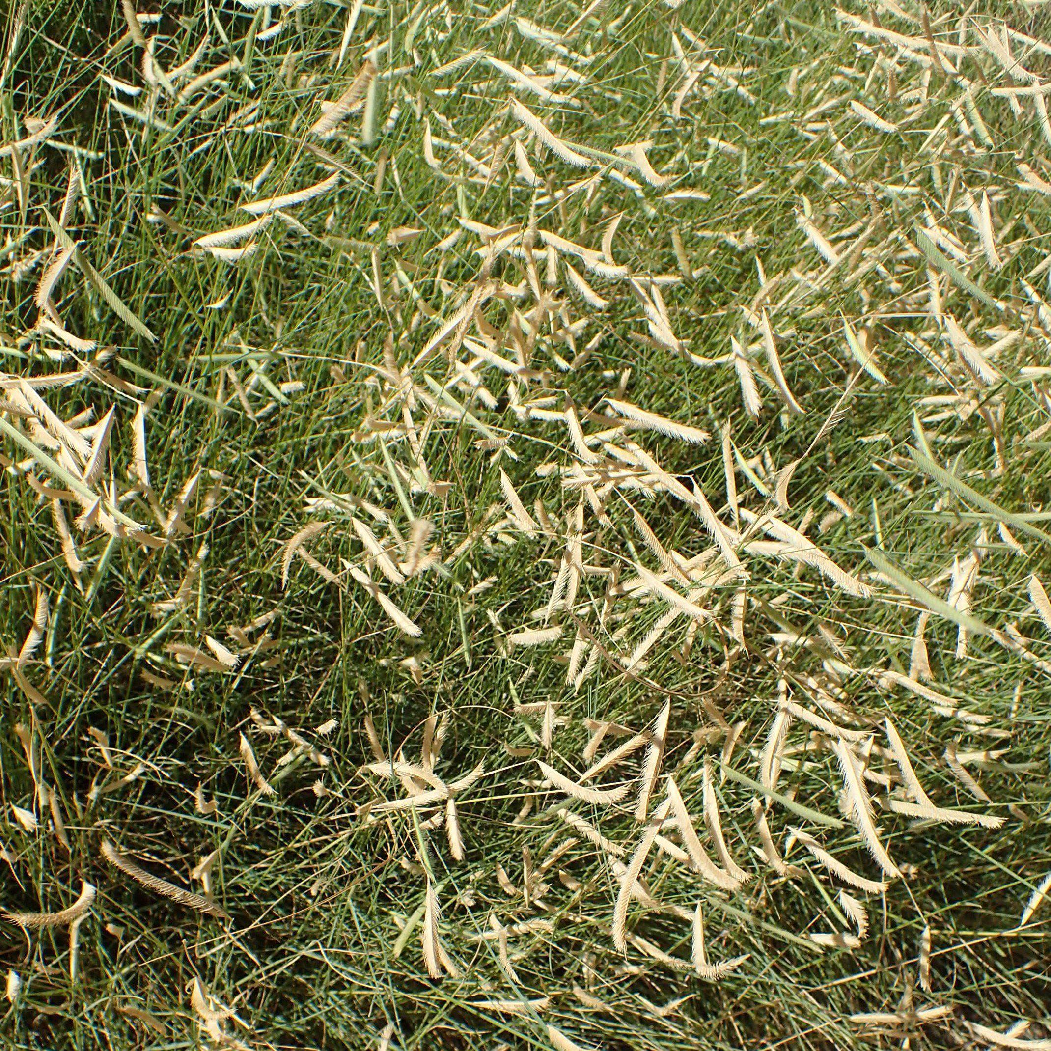 Bouteloua gracilis 'Blonde Ambition'  - 'Blonde Ambition' Blue Grama