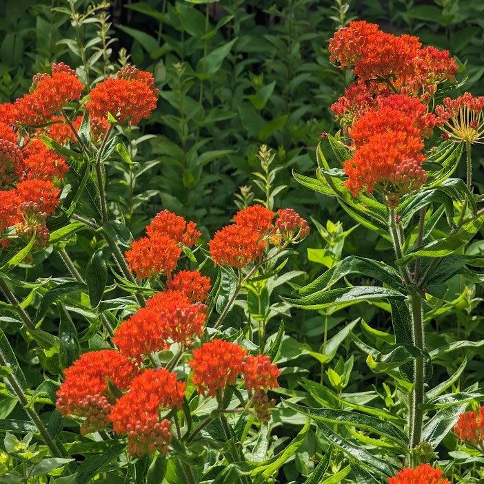 Asclepias tuberosa  - Butterfly Weed