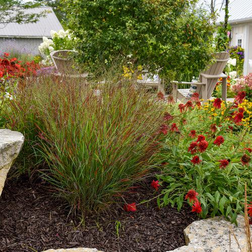 Panicum virgatum 'Cheyenne Sky' PP23209  - Prairie Winds® Cheyenne Sky Switch Grass