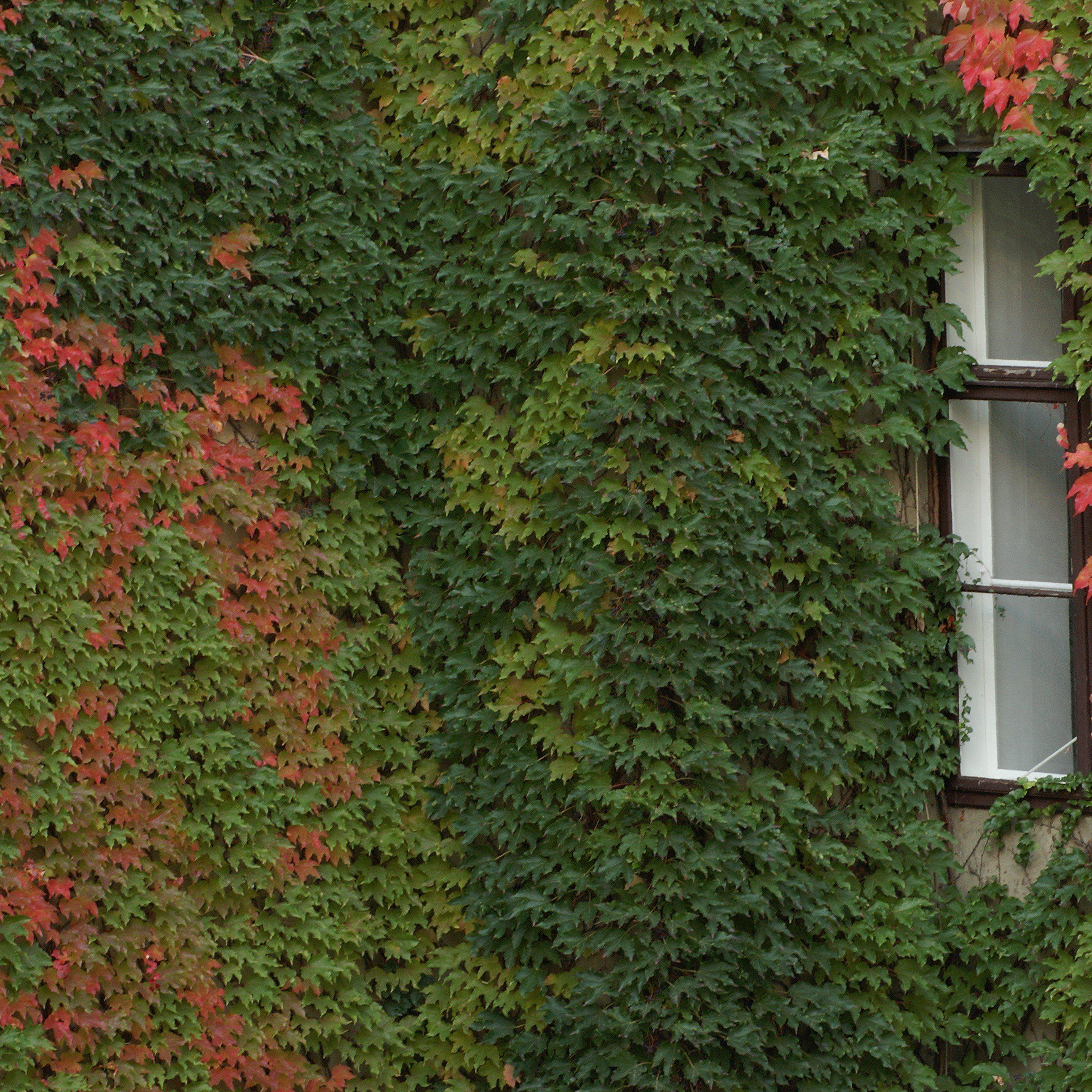 Parthenocissus tricuspidata  - Boston Ivy