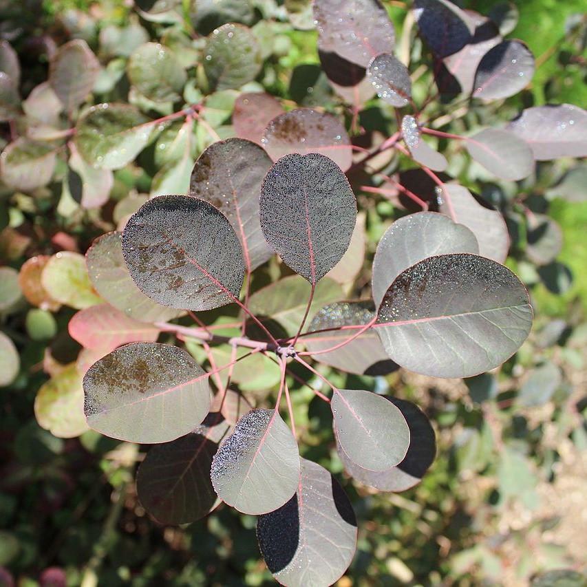 Cotinus coggygria 'Royal Purple'  - Royal Purple Smoke Tree