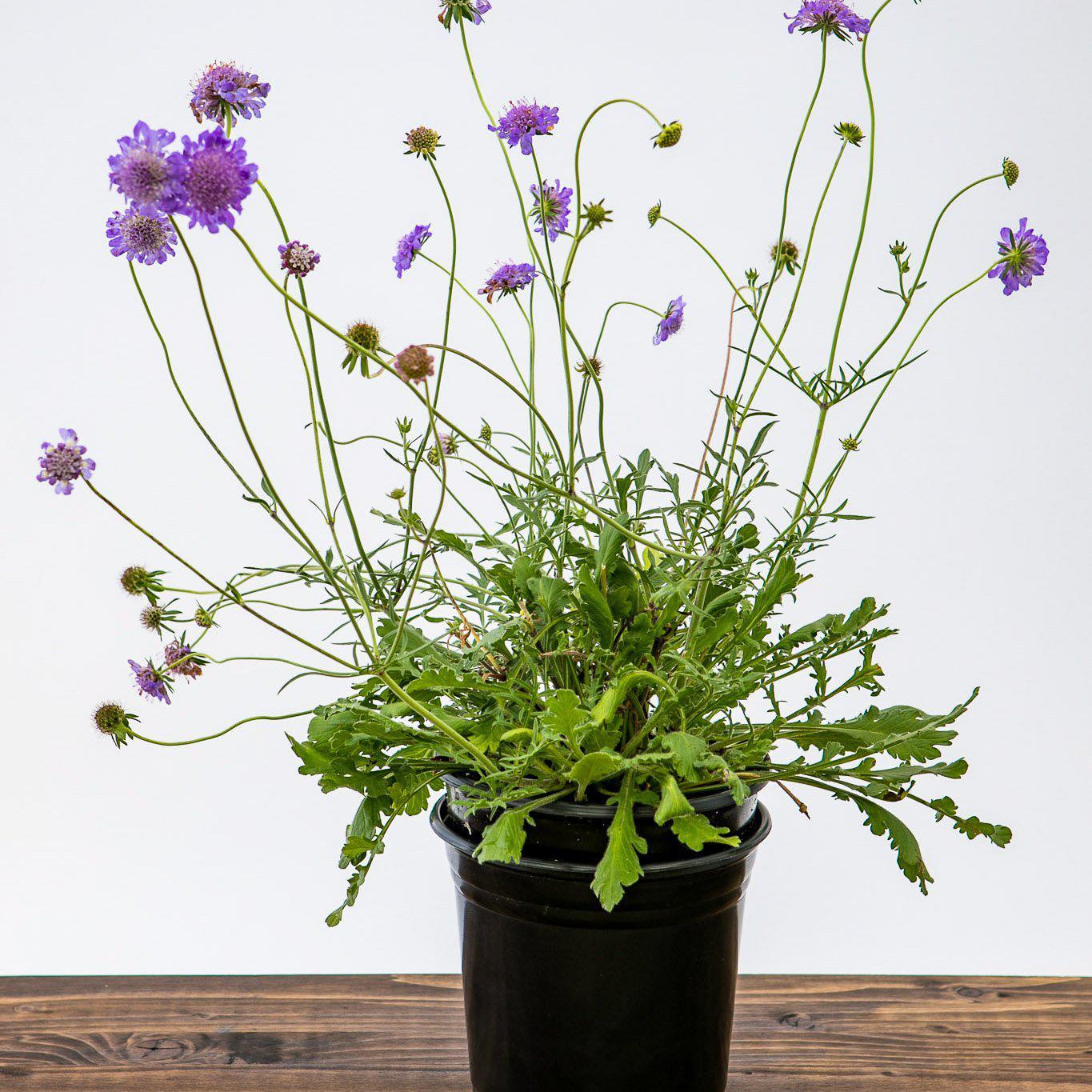 Scabiosa columbaria 'Butterfly Blue'  - Butterfly Blue Pincushion Flower