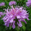 Monarda 'Blue Moon'  - Sugar Buzz® Blue Moon Bee Balm