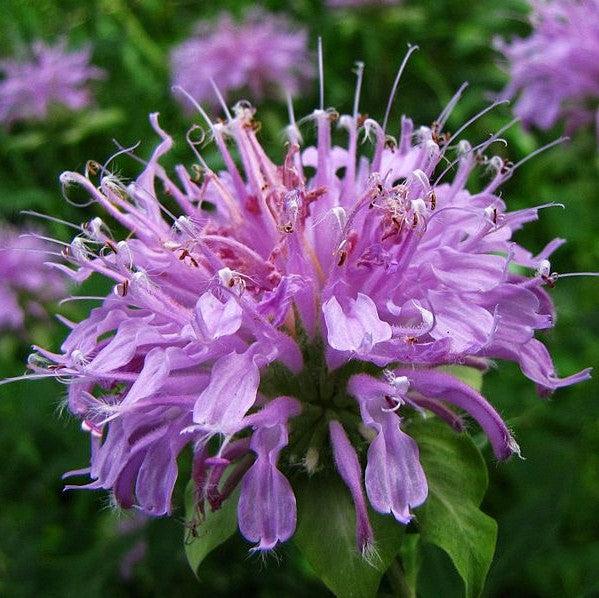 Monarda 'Blue Moon'  - Sugar Buzz® Blue Moon Bee Balm