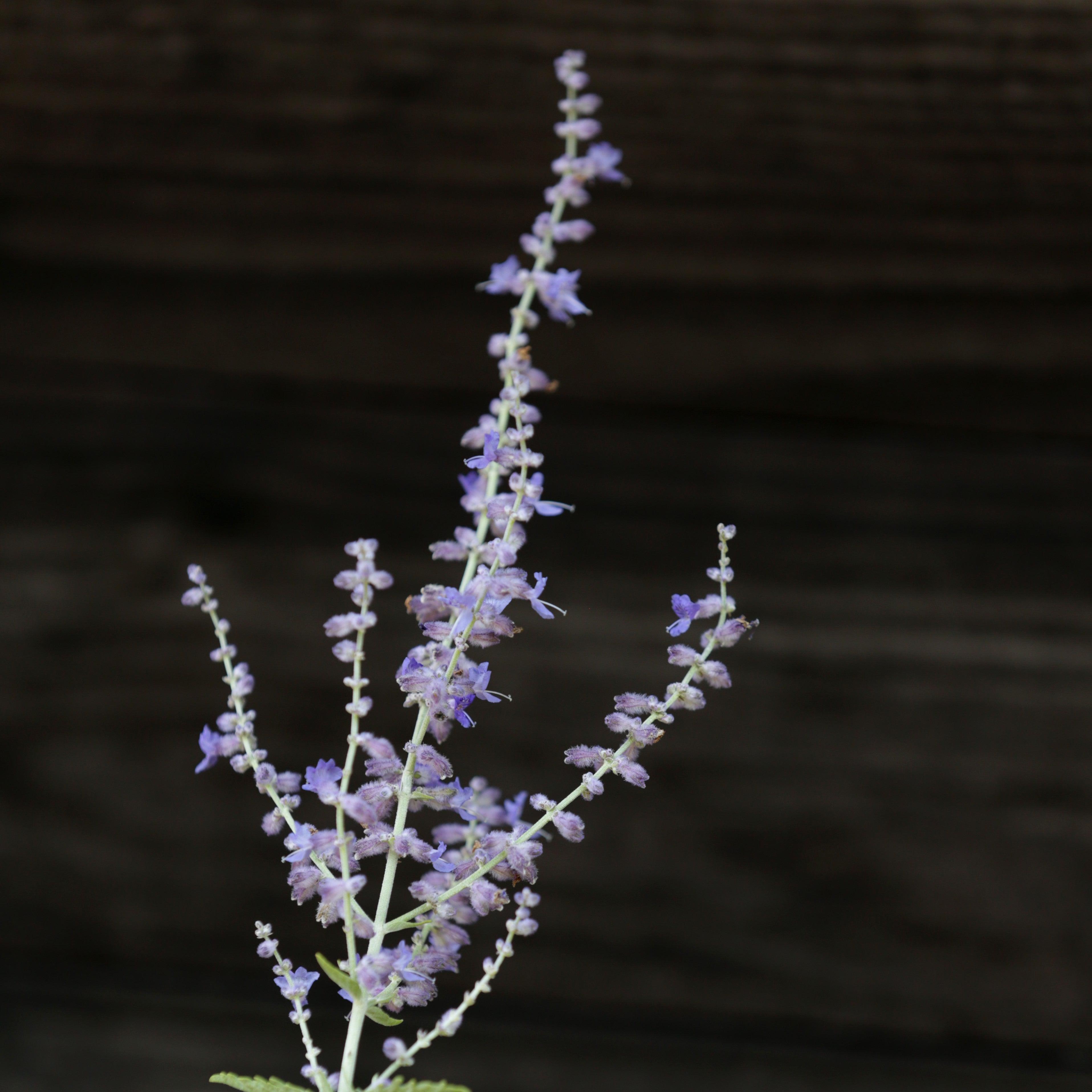 Perovskia atriplicifolia  - Russian Sage