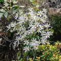 Clematis paniculata  - Autumn Clematis