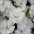 Dianthus x 'KLEDG24556'  - EverLast™ White Dianthus