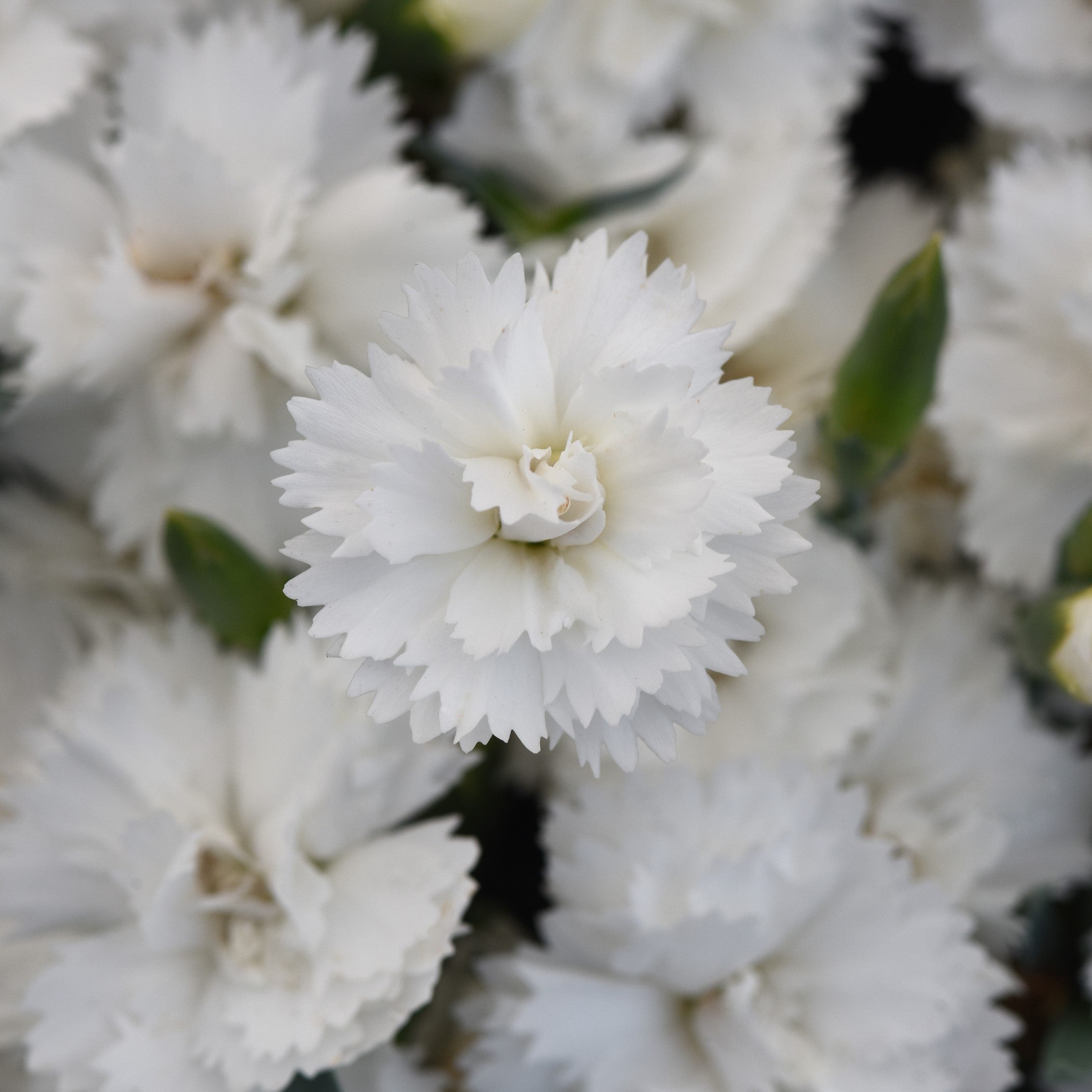 Dianthus x 'KLEDG24556'  - EverLast™ White Dianthus