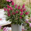 Buddleia davidii ‘BotEx 006’ PP34500  - Butterfly Candy™ Li'l Raspberry™ Butterfly Bush