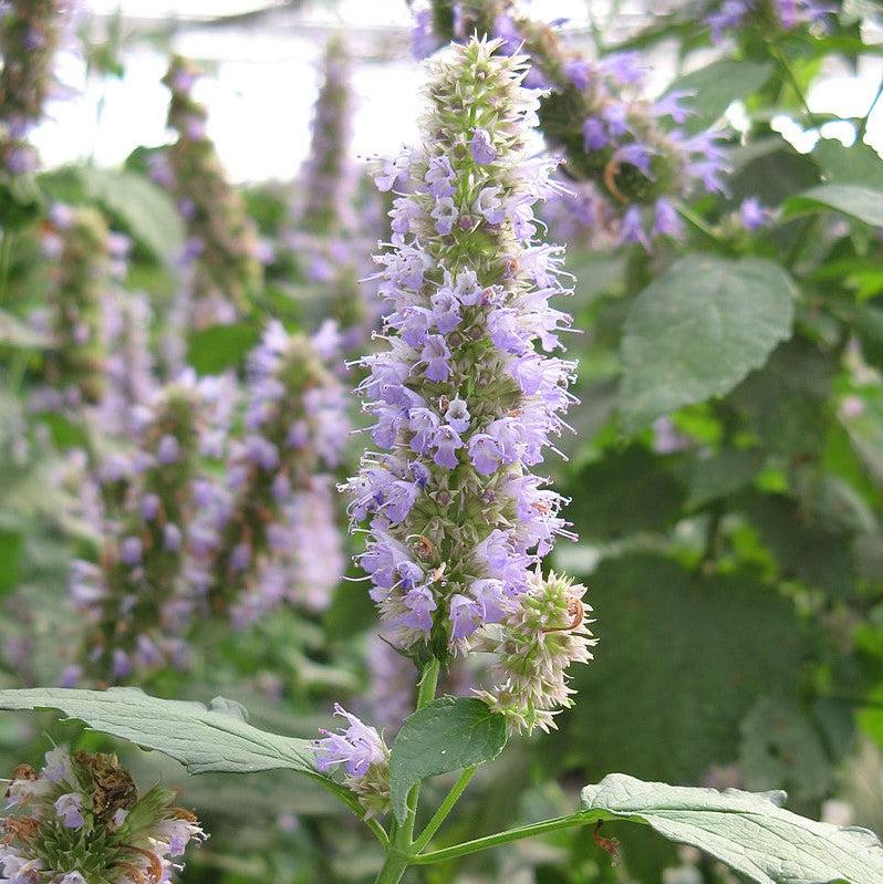 Agastache foeniculum  - Anise Purple Hyssop