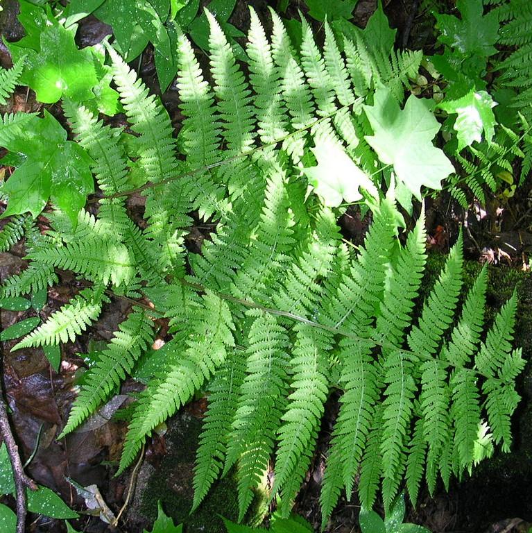 Athyrium filix-femina  - Lady Fern