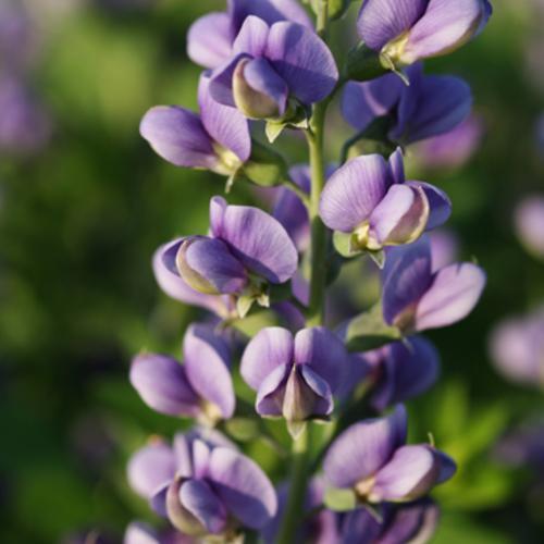 Baptisia 'Blueberry Sundae'  - Decadence® Blueberry Sundae False Indigo