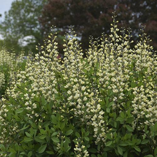 Baptisia 'Vanilla Cream'  - Decadence® Vanilla Cream False Indigo