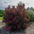 Weigela florida 'Alexandra’  - Wine & Roses® Weigela