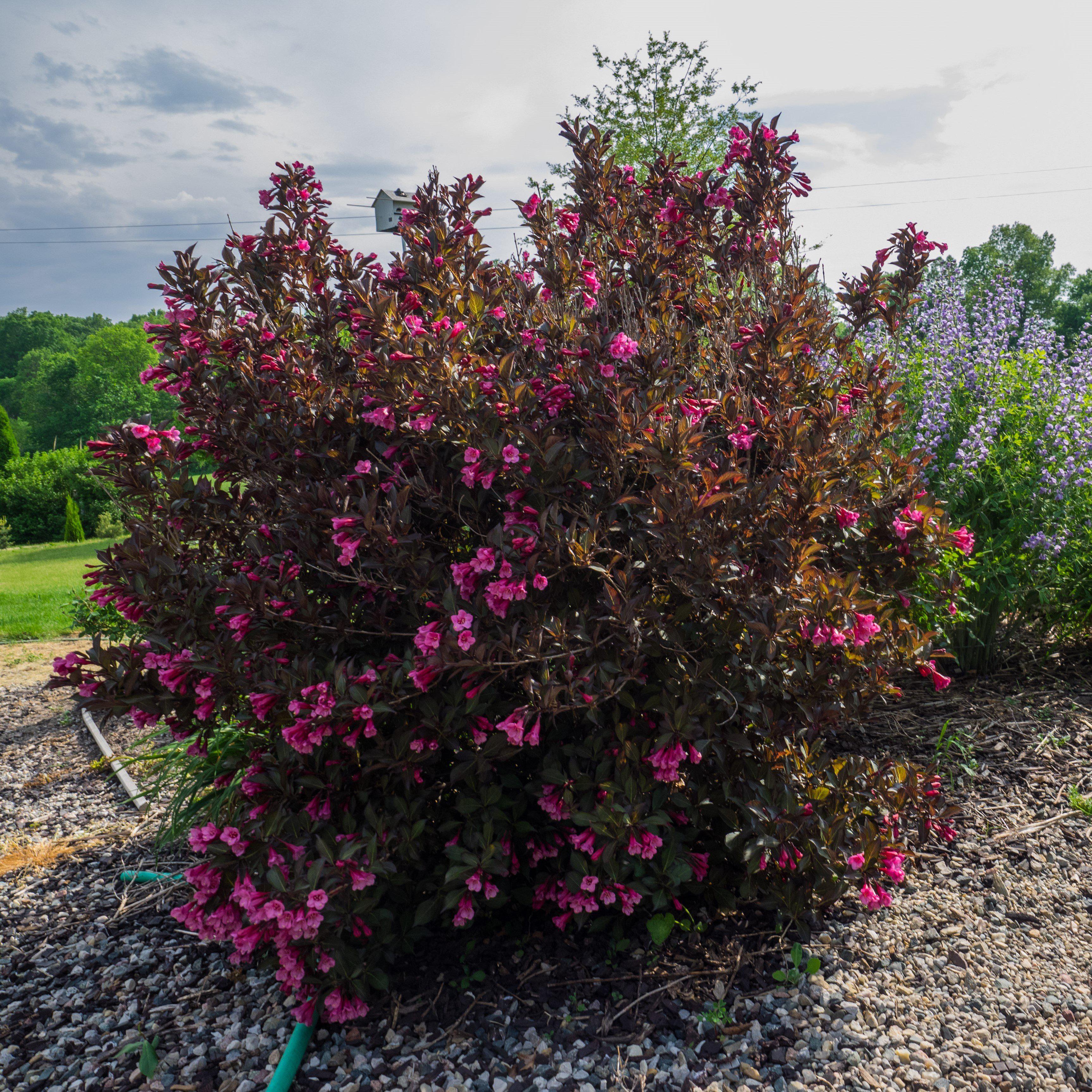 Weigela florida 'Alexandra’  - Wine & Roses® Weigela