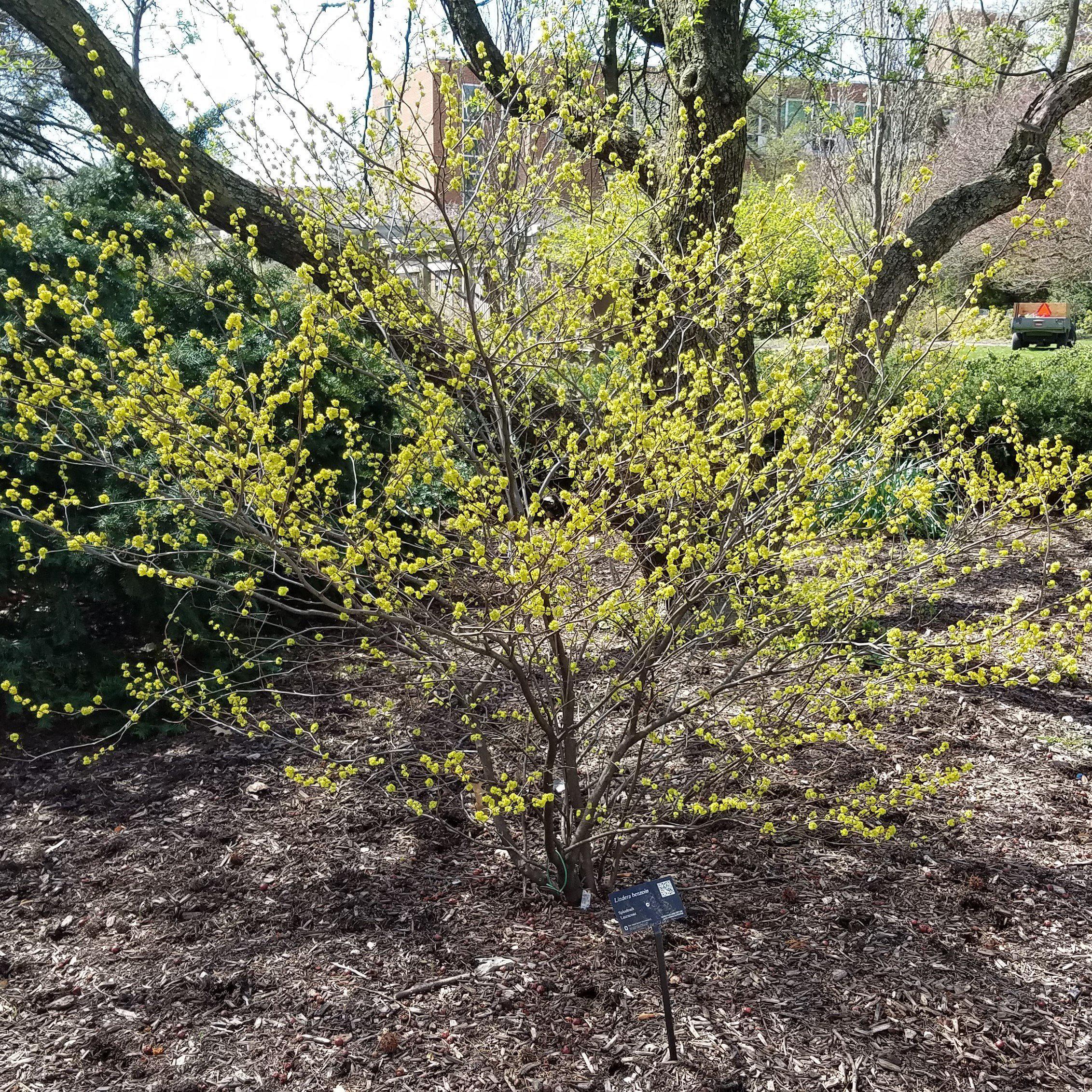 Lindera benzoin  - Spice Bush