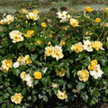 Rosa 'SRPylwko' PP 35,465  - Easy Bee-zy™ Knock Out® Rose