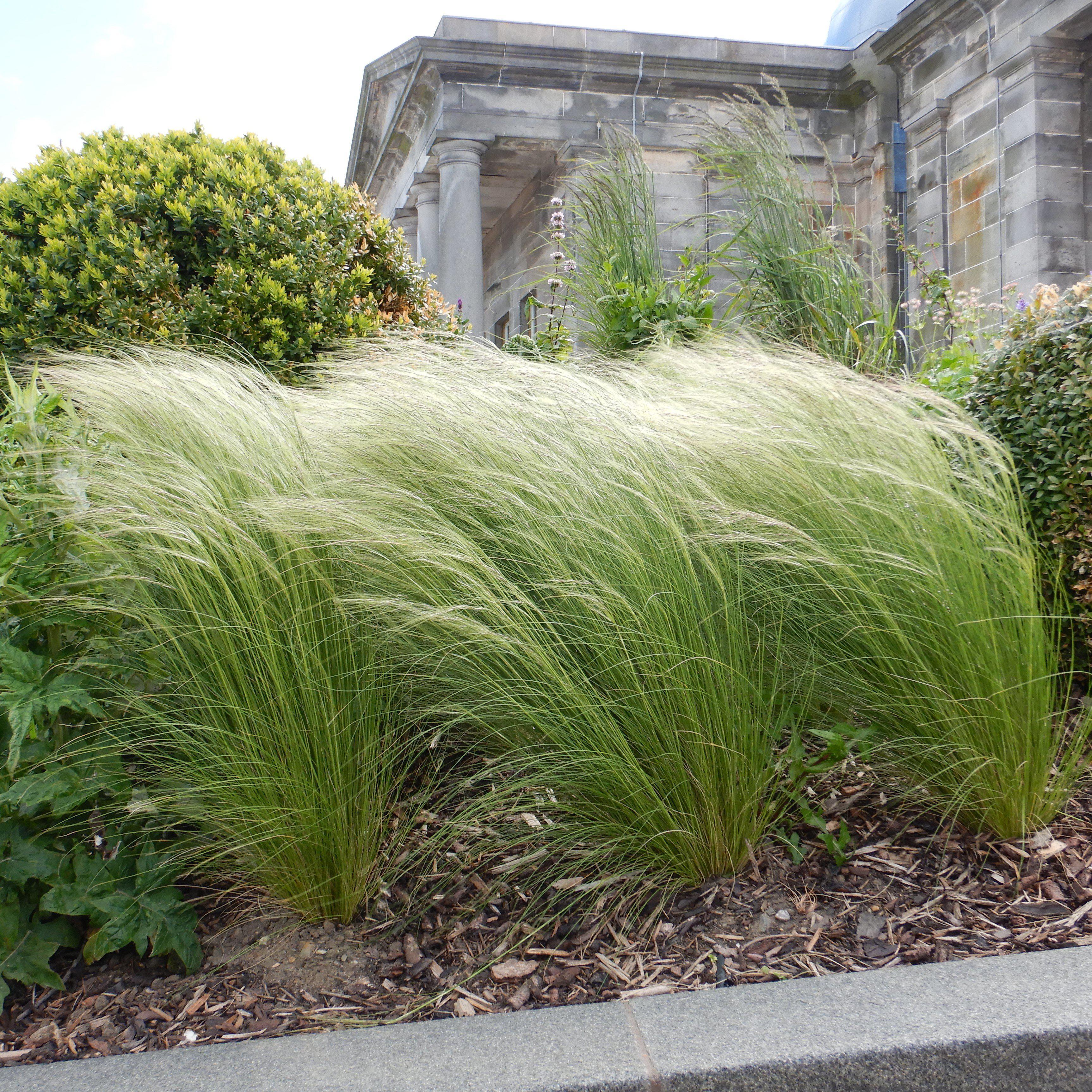 Nassella tenuissima  - Mexican Feather Grass