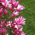 Magnolia 'Betty'  - Betty Magnolia