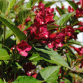 Weigela x 'Slingco 2'  - Bloomin' Easy® Maroon Swoon® Weigela